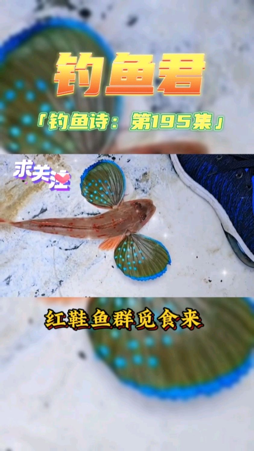 钓鱼君之钓鱼口诀:第195集(钓红鞋鱼)鱼类百科,钓过此鱼吗?
