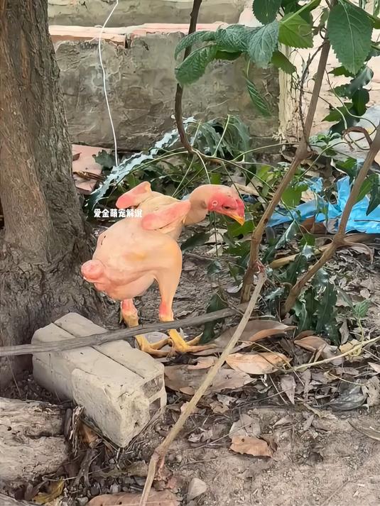 一毛不拔的小公鸡#万物皆有灵##人与动物和谐共处#