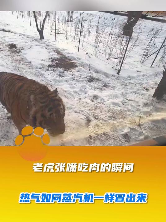 老虎张嘴吃肉的瞬间，热气如同蒸汽机一样冒出来