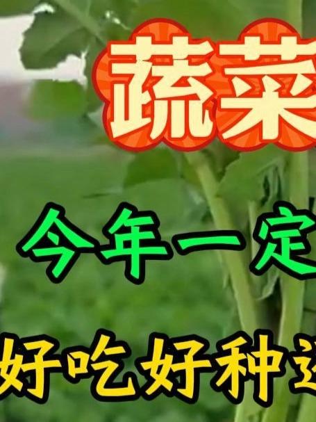 蔬菜种植，今年一定要种一点，好吃好种还不爱招虫