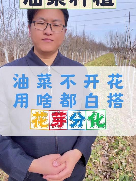油菜不开花,你用啥都白搭