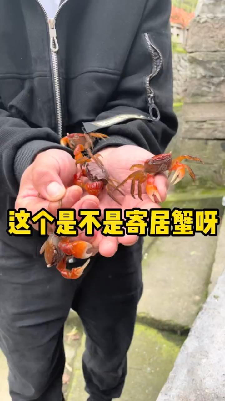 今天跟表弟一起去小河边抓螃蟹