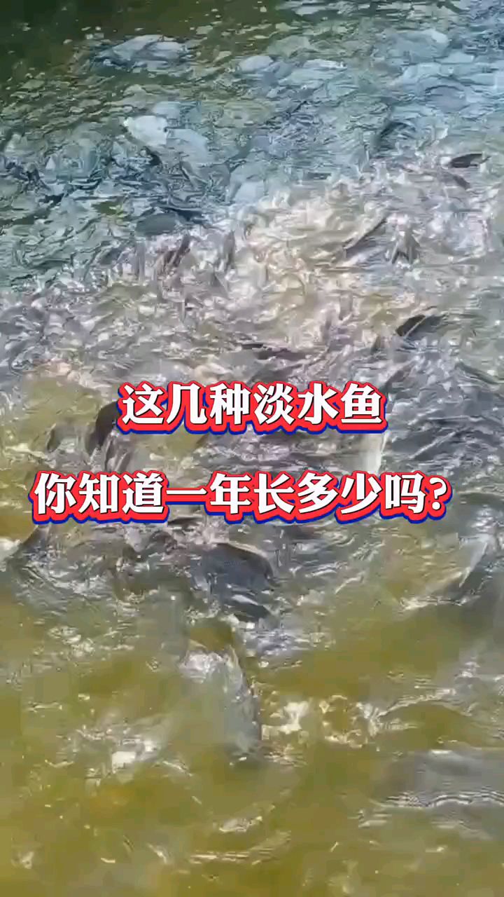 这几种淡水鱼能长多快
