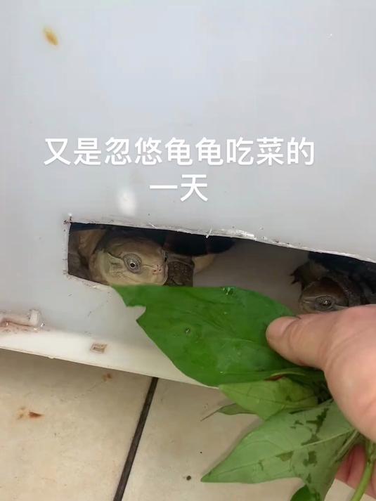 龟龟大口吃菜、一口闷、简直太爽了