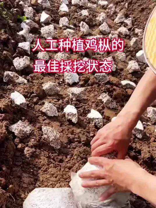 鸡枞菌人工种植大揭秘:室内室外轻松搞定,新手也能种出美味菌菇