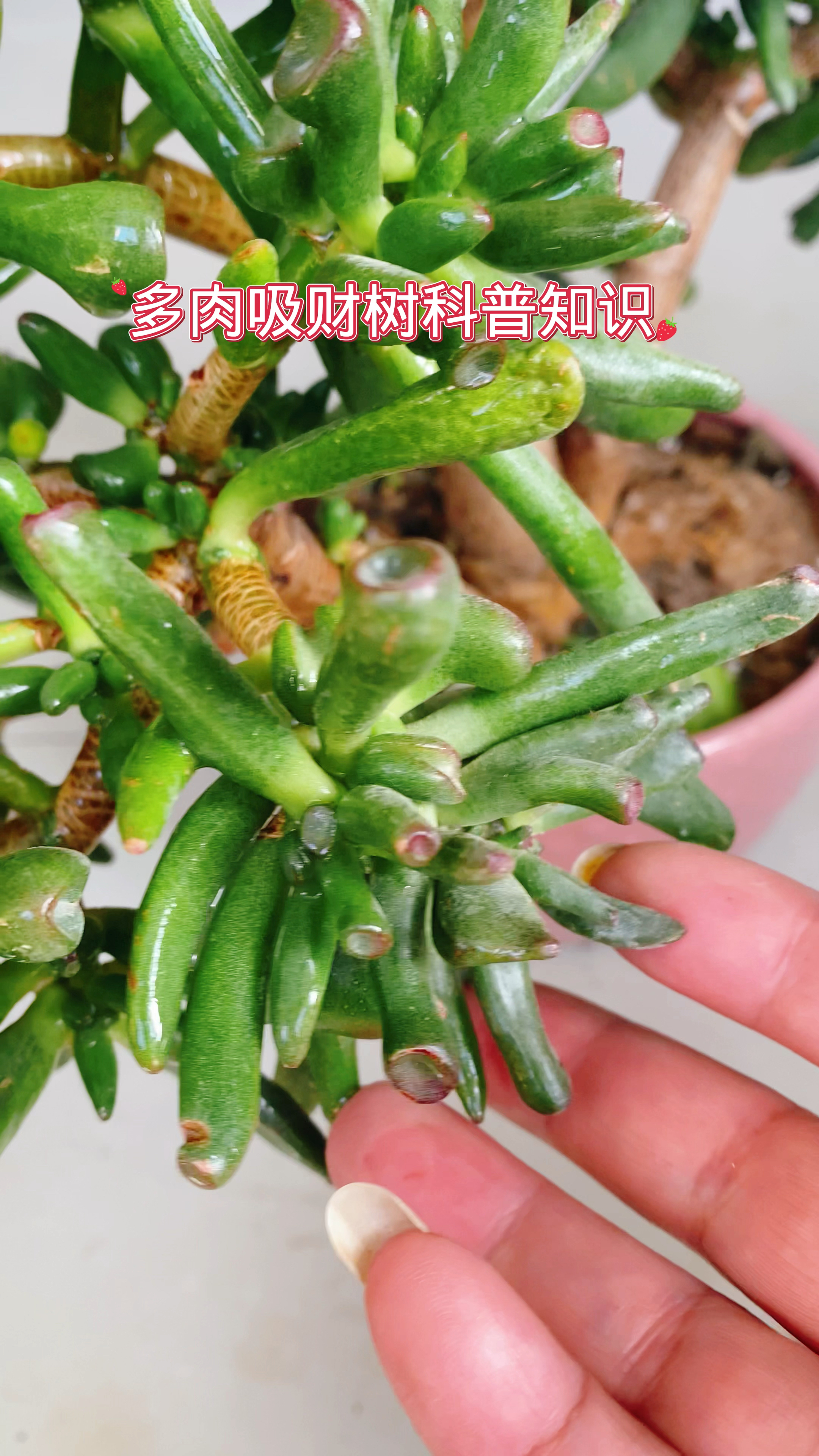吸财树的科普知识