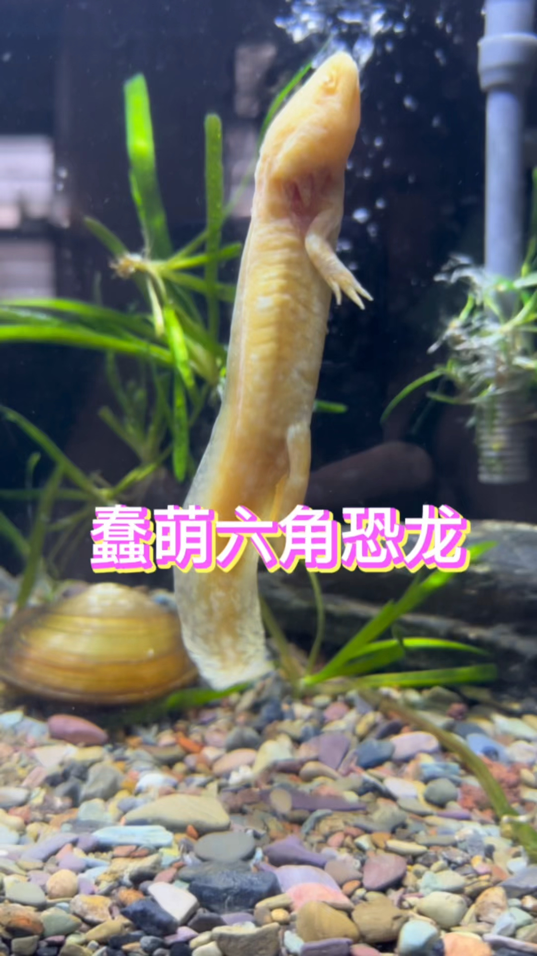 蠢萌六角恐龙是被虐的吃素了吗#水族 #鱼缸里的大自然 #观赏鱼