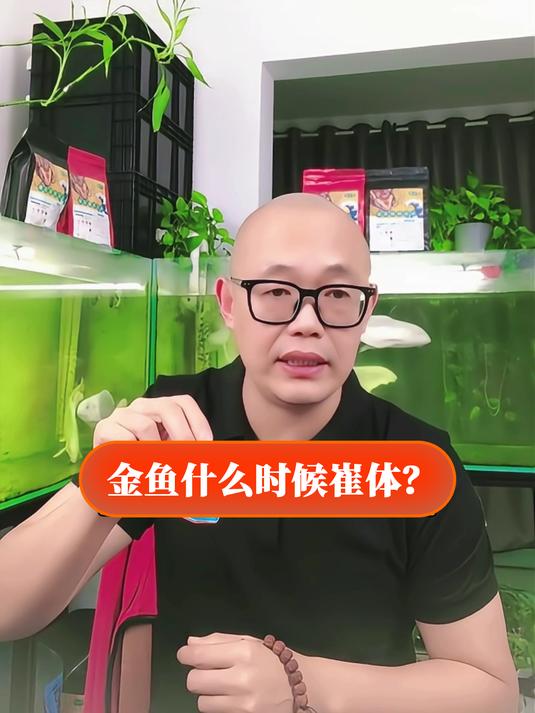金鱼什么时候崔体?