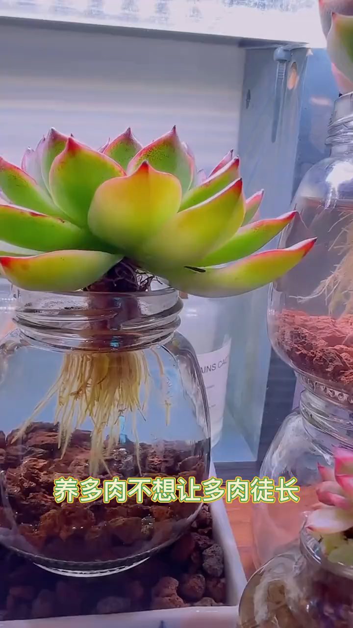 多肉简单又容易生长的水培方法