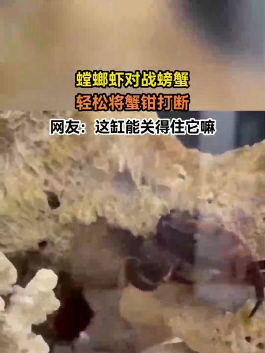 螳螂虾对战螃蟹,轻松将蟹钳打断,网友:这缸能关得住它嘛
