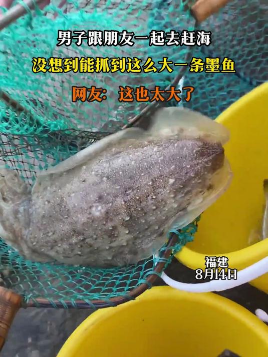 男子跟朋友一起去赶海,没想到能抓到这么大一条墨鱼
