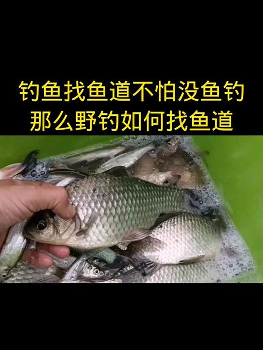 钓鱼找鱼道不怕没鱼钓，那么野钓如何找鱼道