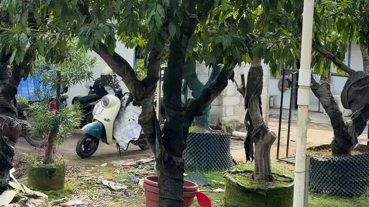 树形非常漂亮的糯米糍荔枝,果大肉厚核小