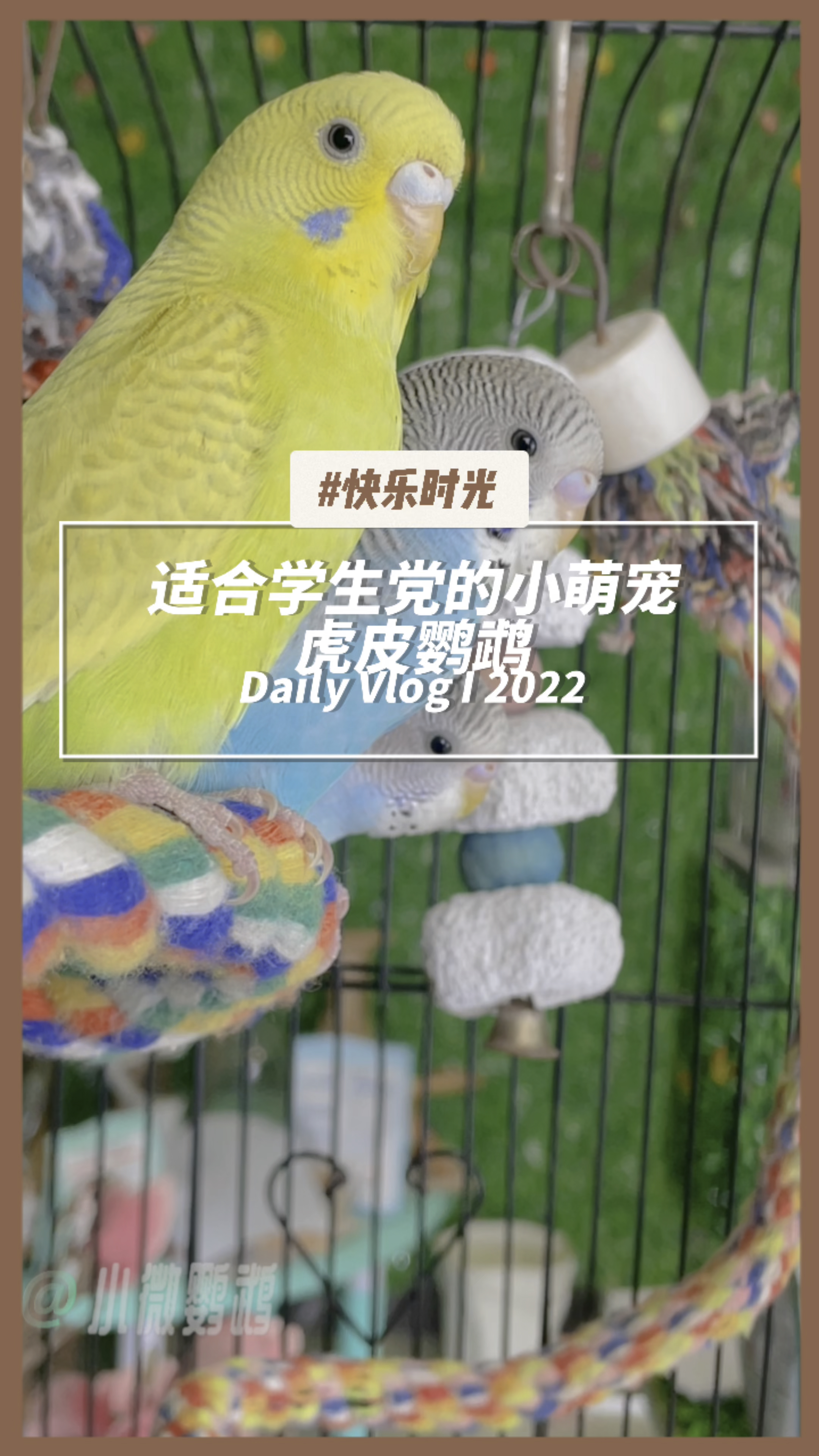 非常适合学生党养的小萌宠,虎皮鹦鹉。