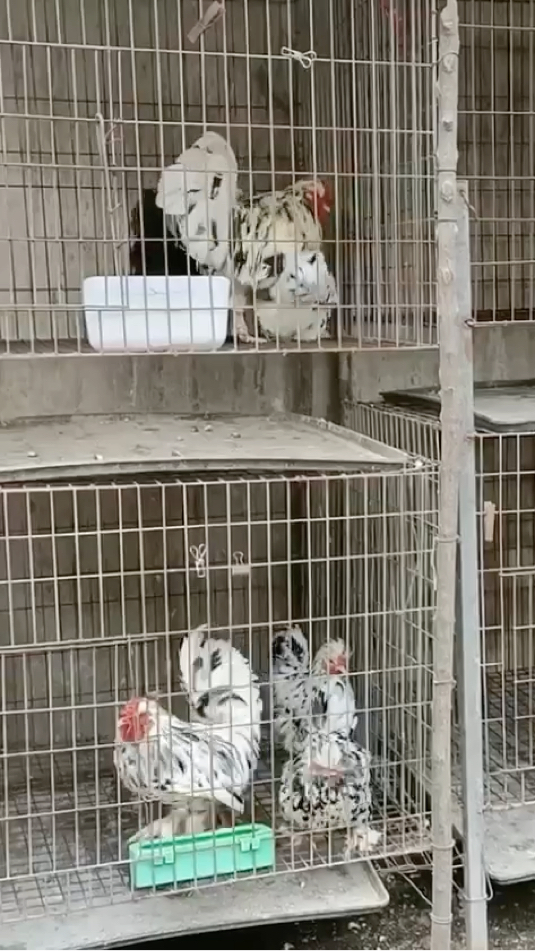 观赏鸡品种之一波兰鸡简单易养产蛋多