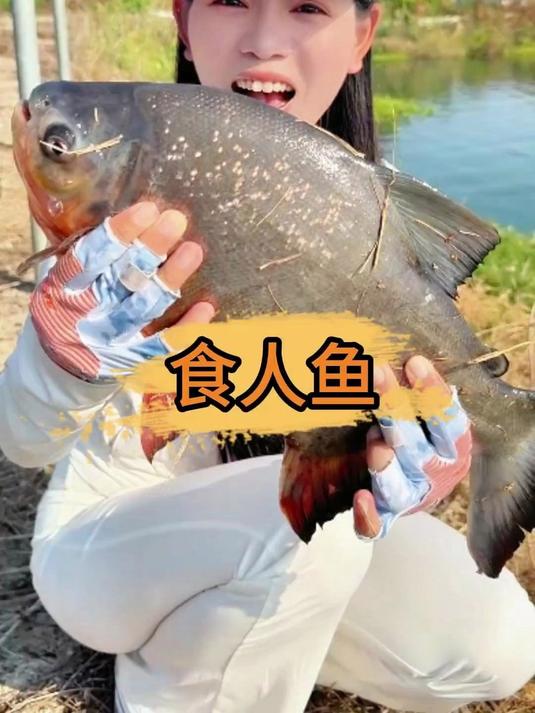 第一次钓食人鱼,没想到这鱼的牙齿长的如此凶猛……