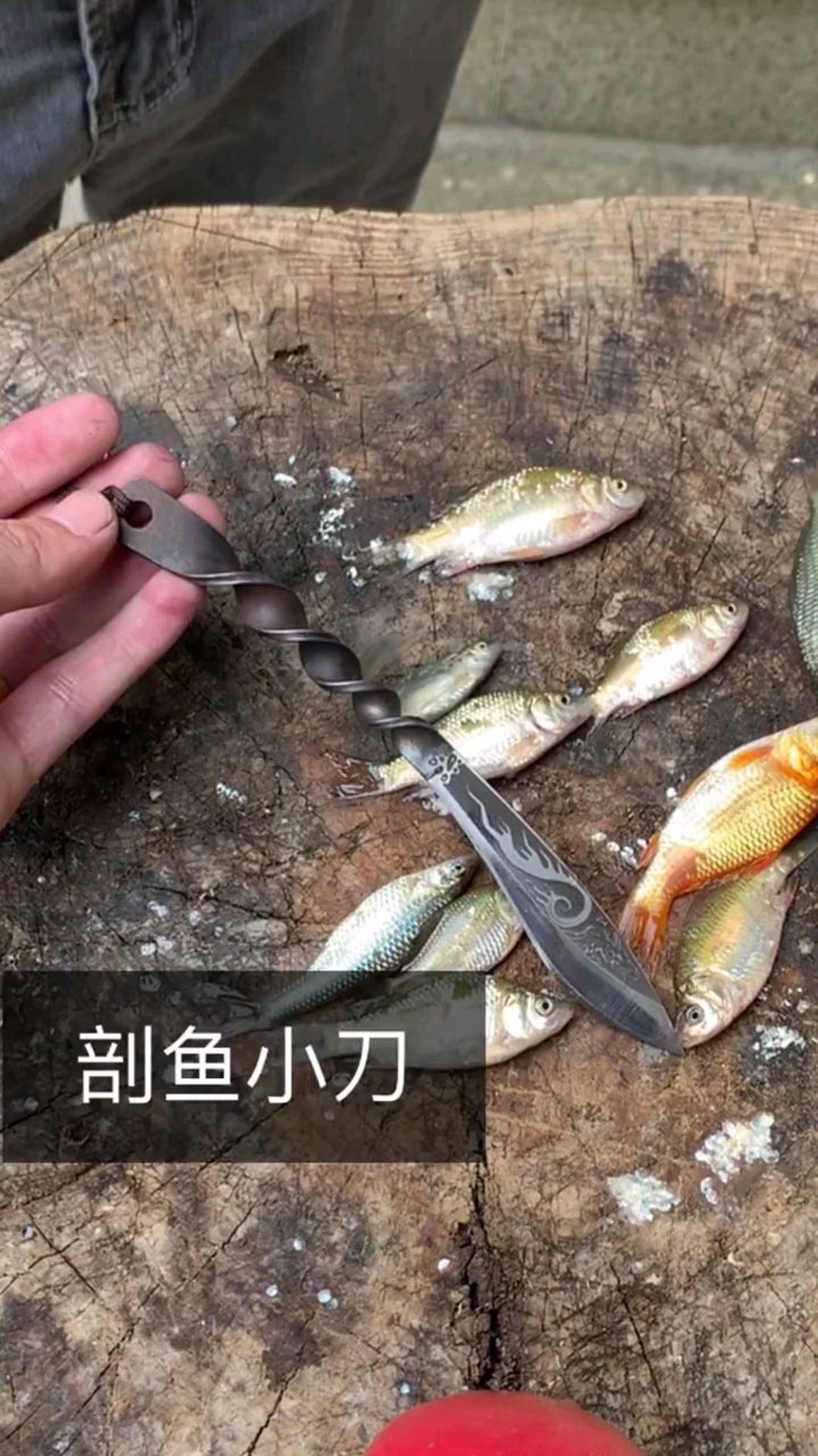 我的几条小鱼翘辫子了,给它做个手术,然后撒点孜然