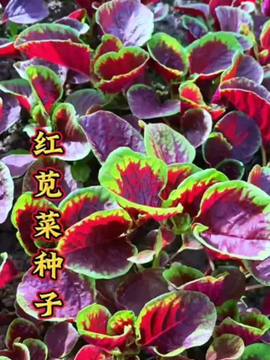 红苋菜种子已备好 种植佳期到 你的菜园咋样啦