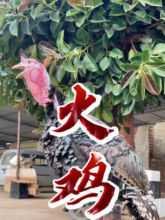 火鸡不是只能烤着吃，中国做法肥肠火鸡颠覆你的味蕾