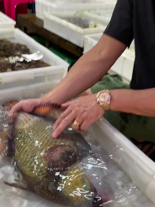 泰坦炮弹褐拟鳞鲀,比鲨鱼还要凶猛。吃起来也好特别。一定要试试