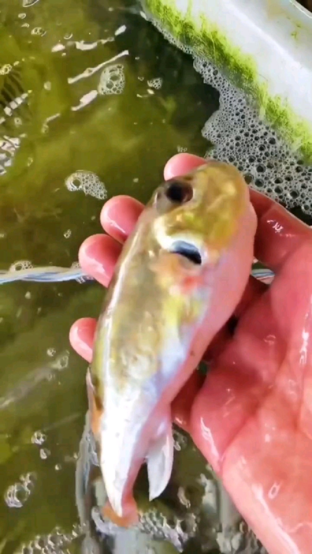 会吹气的鱼,南极村生气鱼你们见过吗?