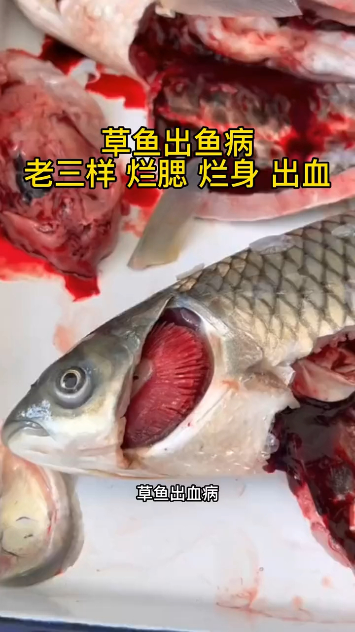 草鱼出血病,老三样 烂腮 烂身 出血