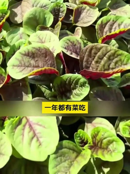 红苋菜籽发芽快根系壮,盐碱地也能种,凉拌汤羹特鲜美