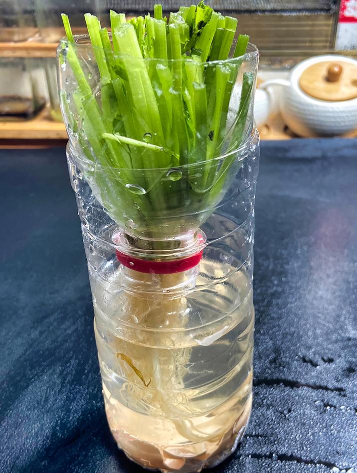自给自足不再难!水培香菜根,美味随时享