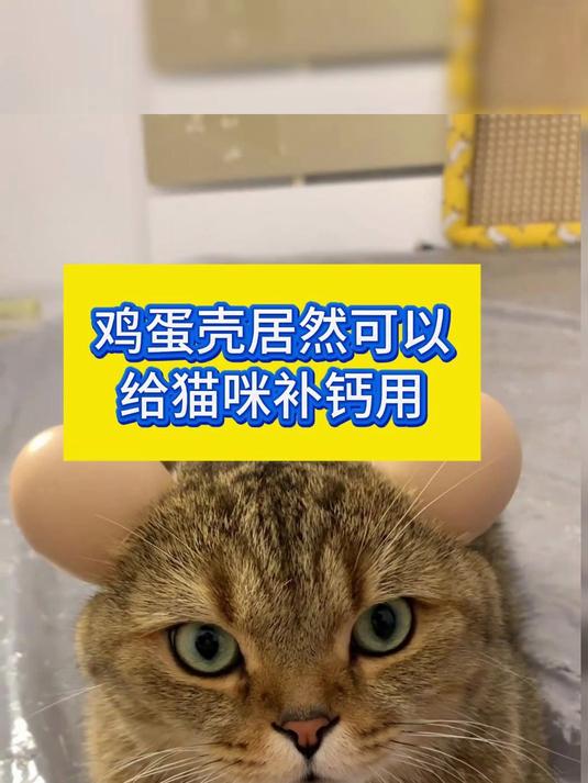 鸡蛋壳居然可以给猫咪补钙