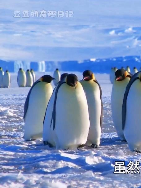 帝企鹅宝宝的逆风成长之路1(1)