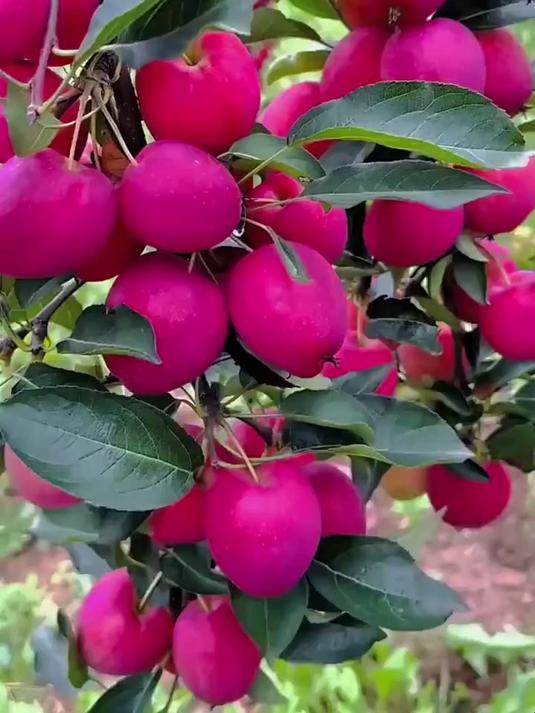 鸡心果脆甜爽口,盆栽地栽阳台小院南北方均可种植