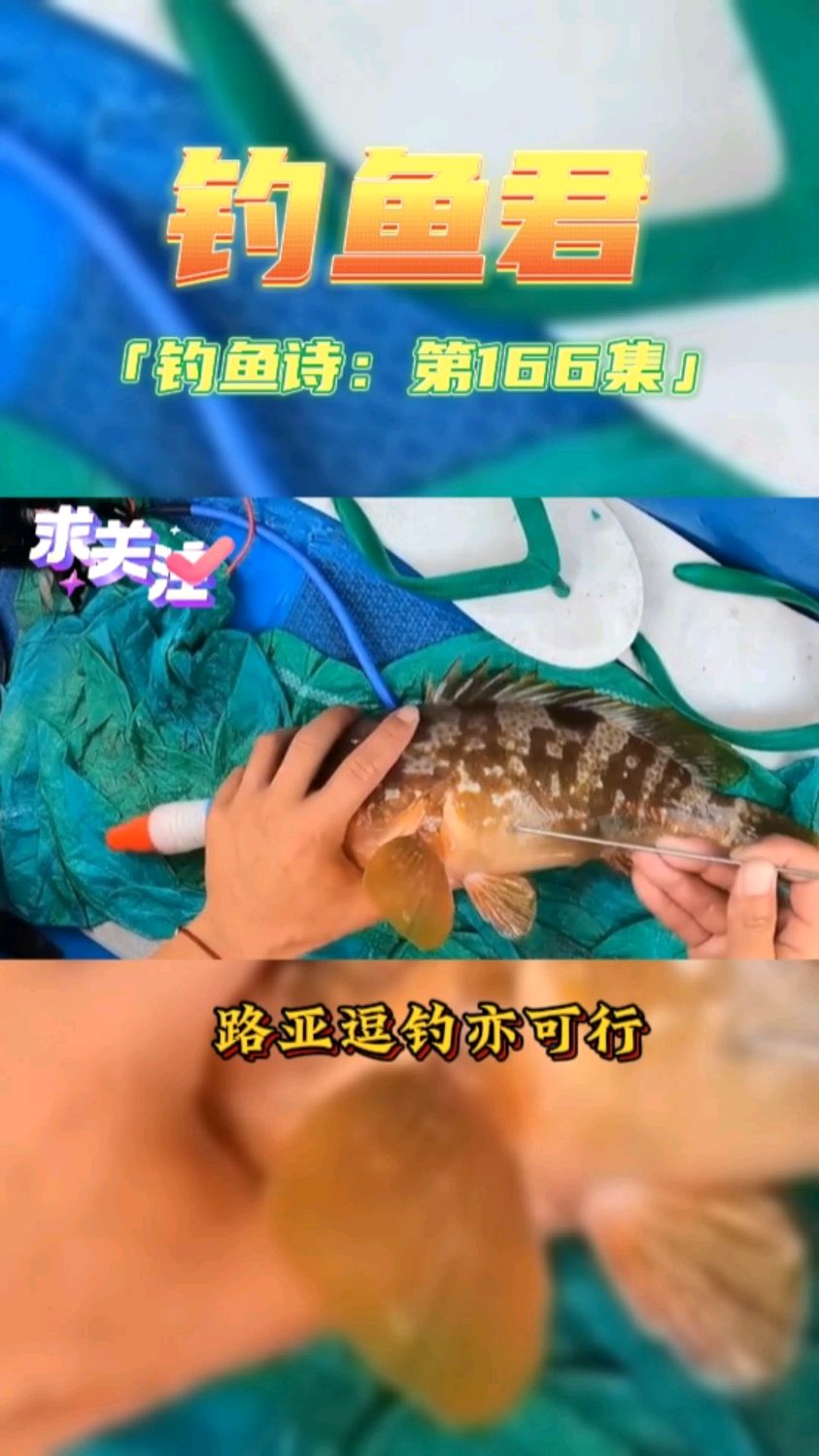 钓鱼君之钓鱼口诀:第166集(钓青石斑鱼)鱼类百科,钓过此鱼吗