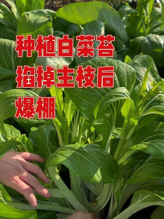 两平方的土地的大白菜全部爆棚！好幸福的感觉！