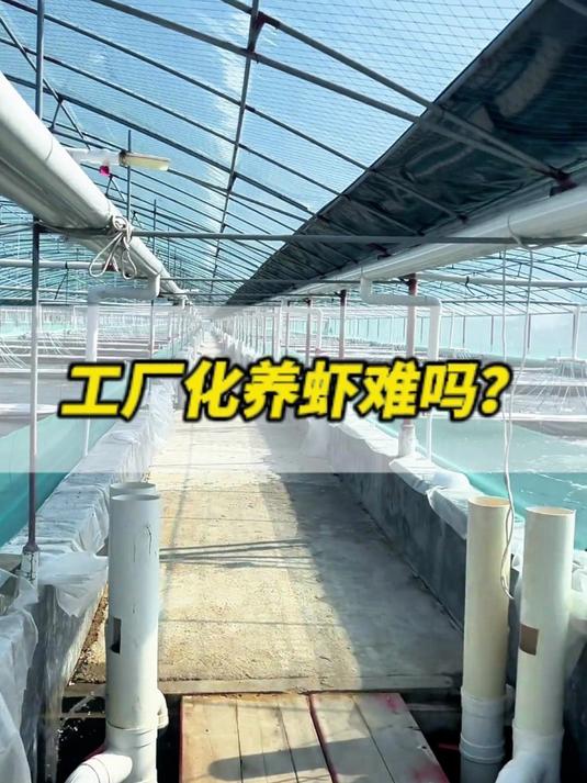 工厂化养虾难吗?