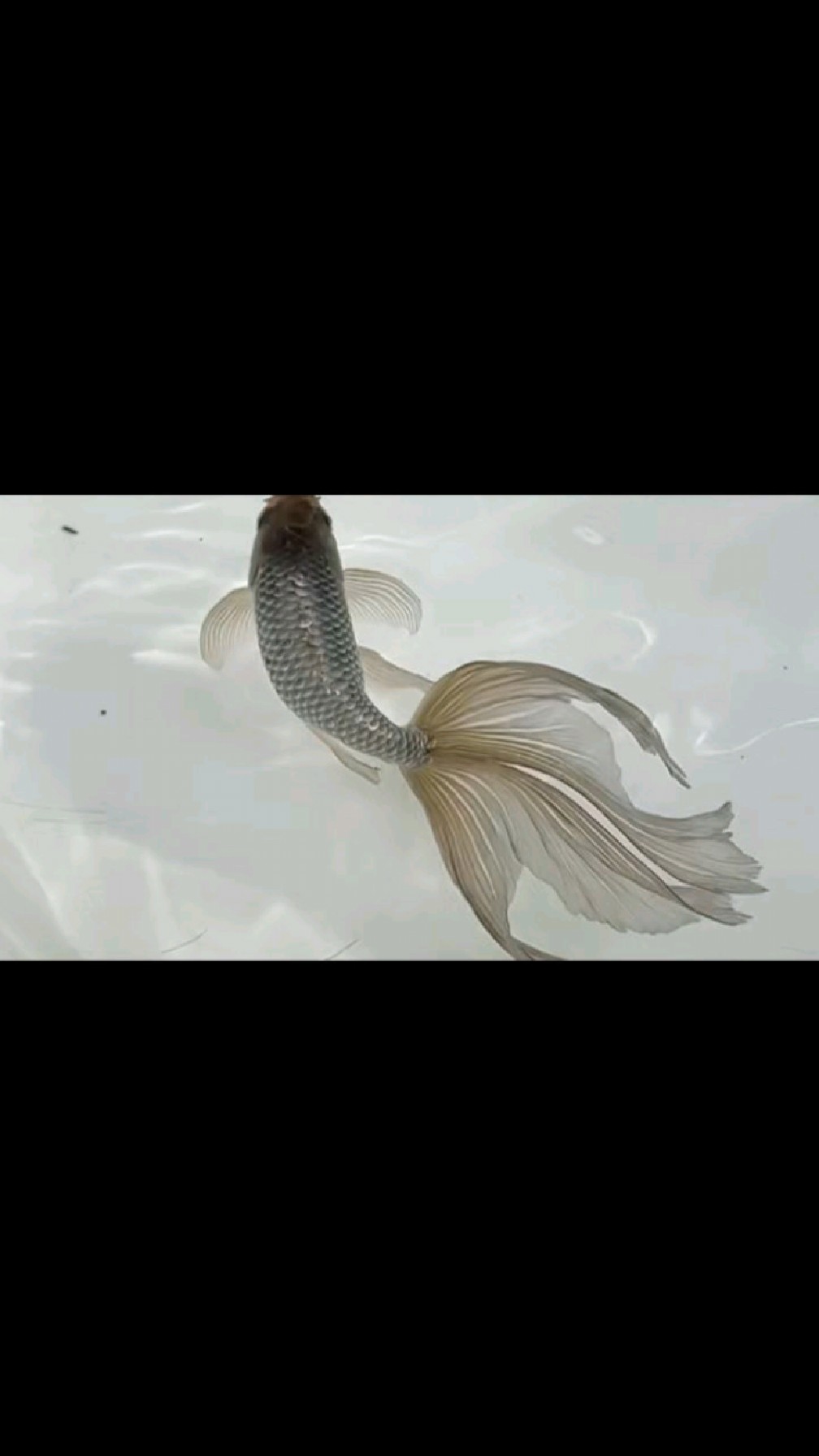 传统金鱼的魅力四射,灵动版