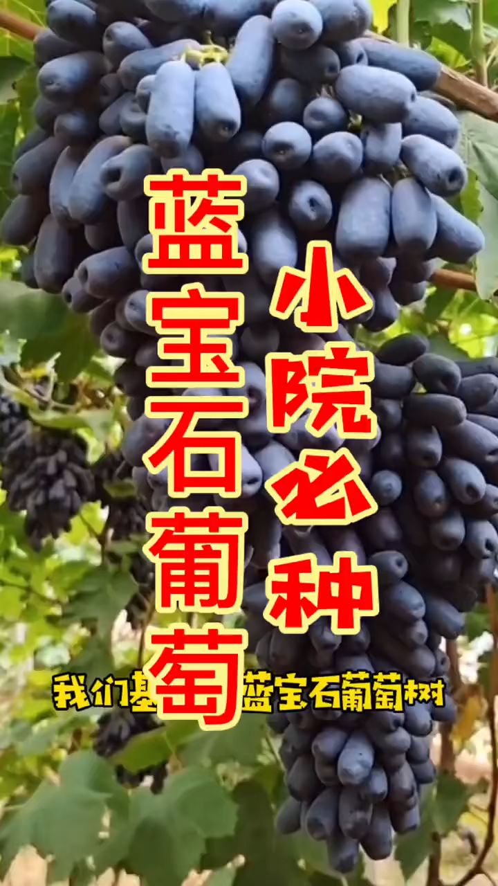 蓝宝石葡萄树苗