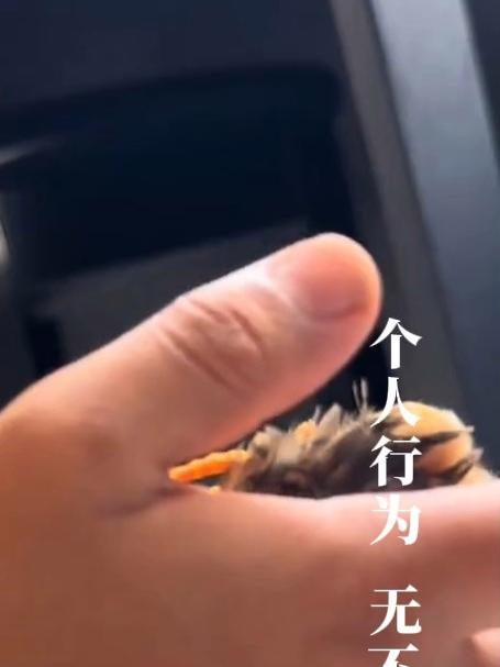 小男孩养的小鸡死掉了，于是说自己以后再也不吃鸡了