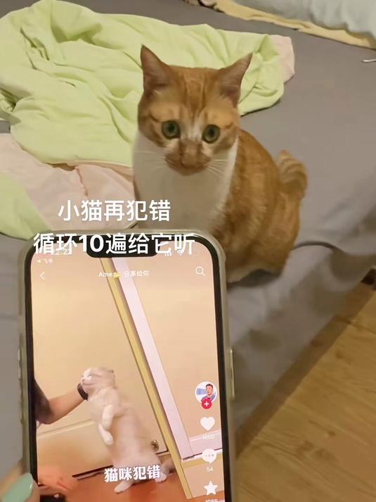 可以截表情包了哈哈哈,猫咪的日常