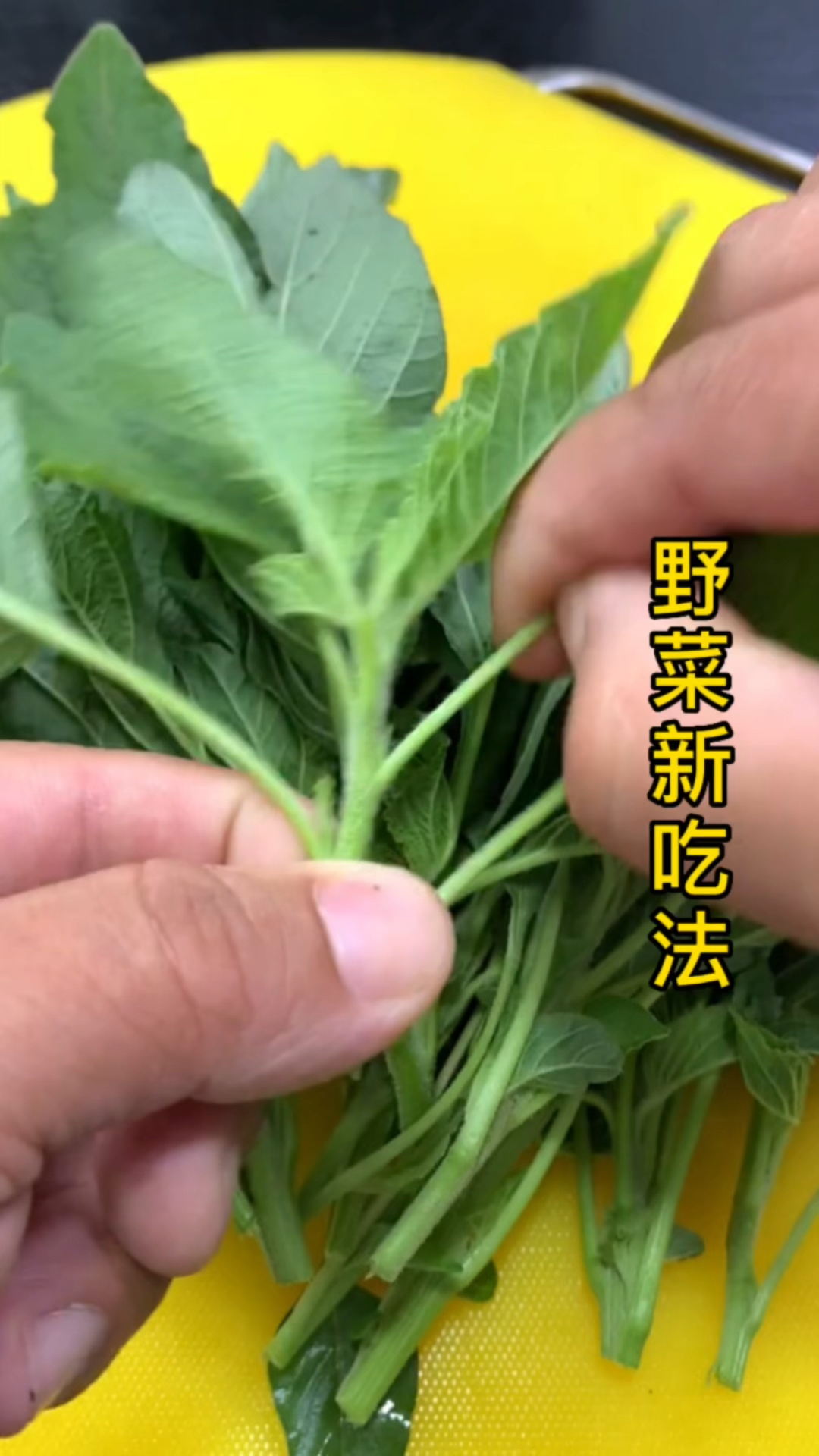 春节来了又到吃野菜的时候了。今天大厨教你一个野菜新吃法。