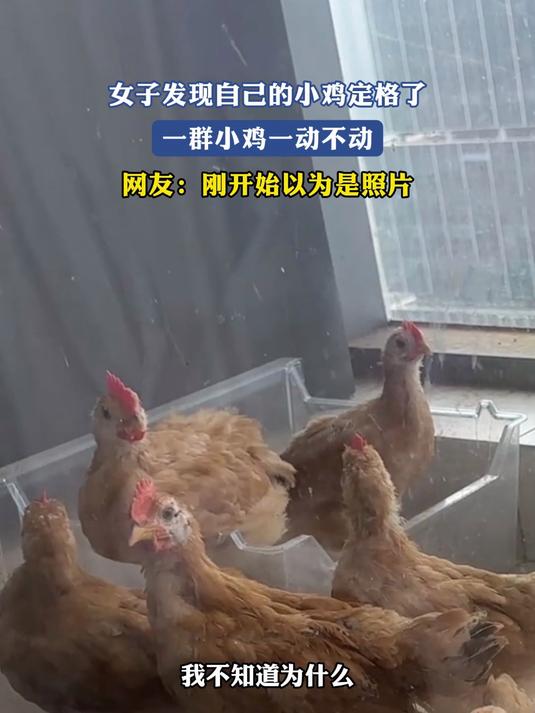 女子发现自己的小鸡定格了,一群小鸡一动不动,刚开始以为是照片