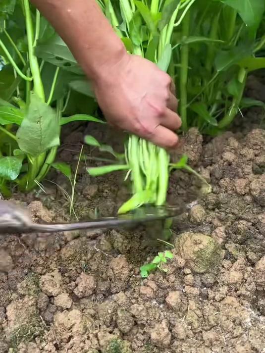 阳台种菜爆款,三叉空心菜籽不招虫,新手也能丰收三季