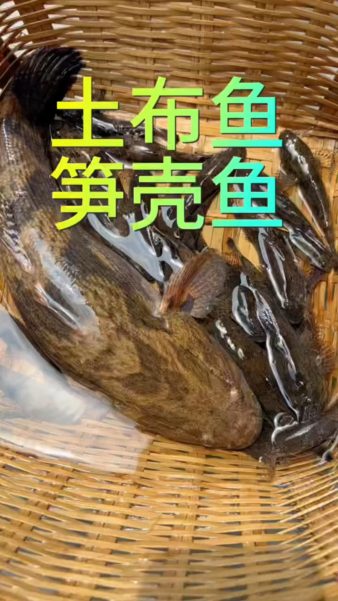 土布鱼是笋壳鱼吗?土布永远长不大,笋壳最大的都有10多斤