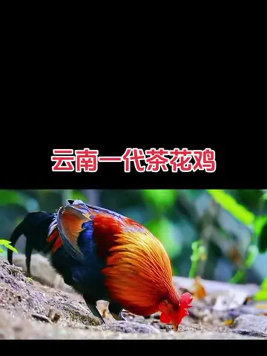 农村散养土鸡:云南红耳茶花鸡,养殖交流等你来