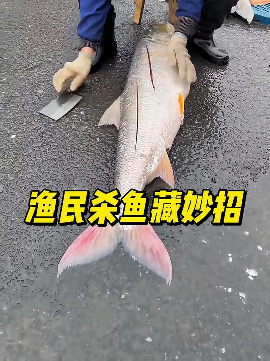 渔民杀鱼藏妙招!两侧各划两刀,晒成鱼干耐存储更便于出售