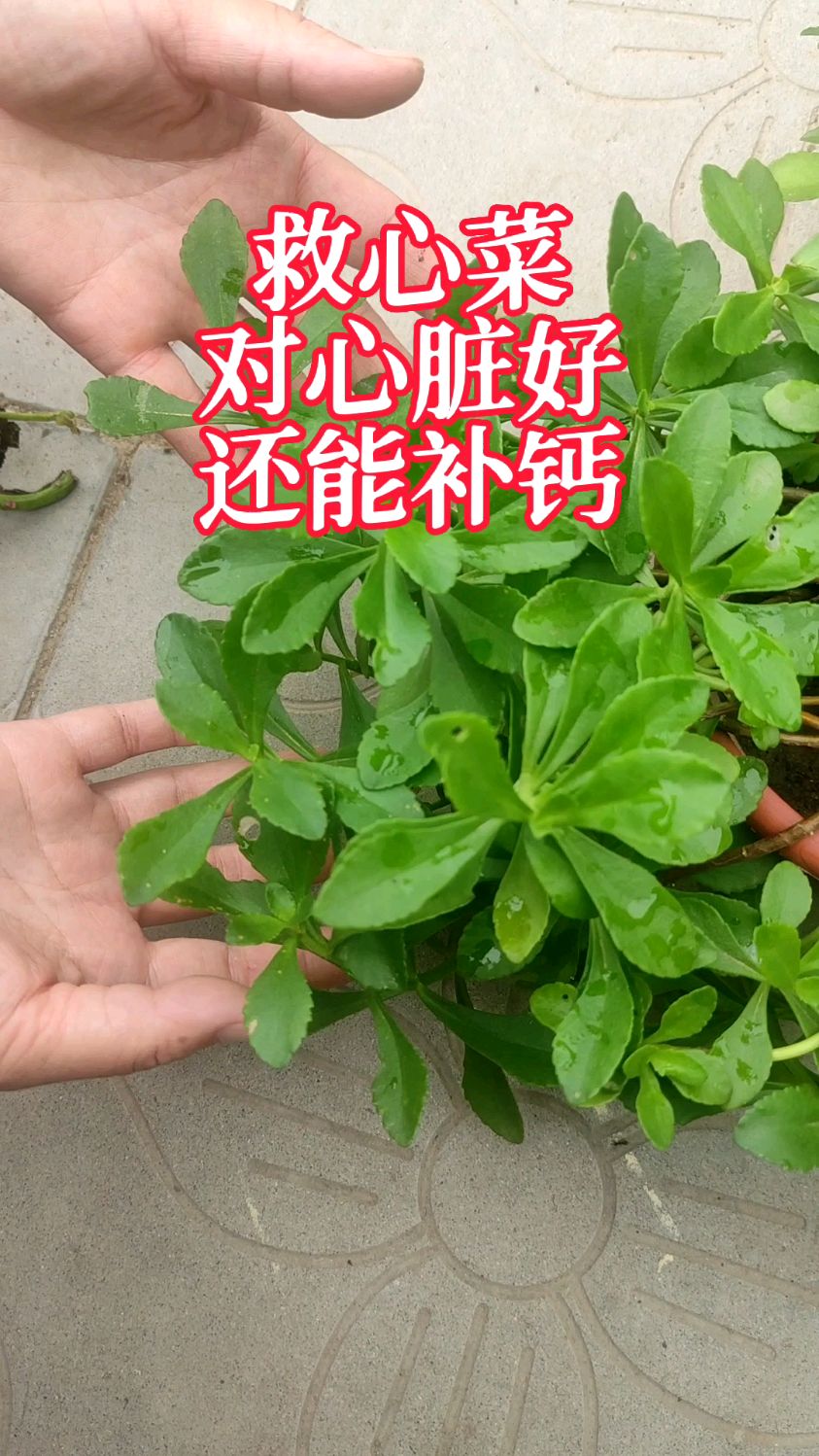 心脏不好?种点救心菜,能生长20年,地栽盆栽都可以,赶紧种起来