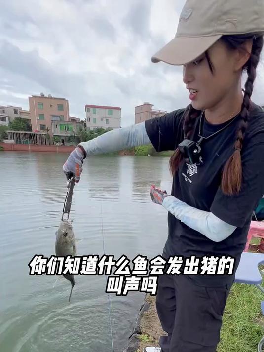 这种鱼竟然会发出猪的叫声
