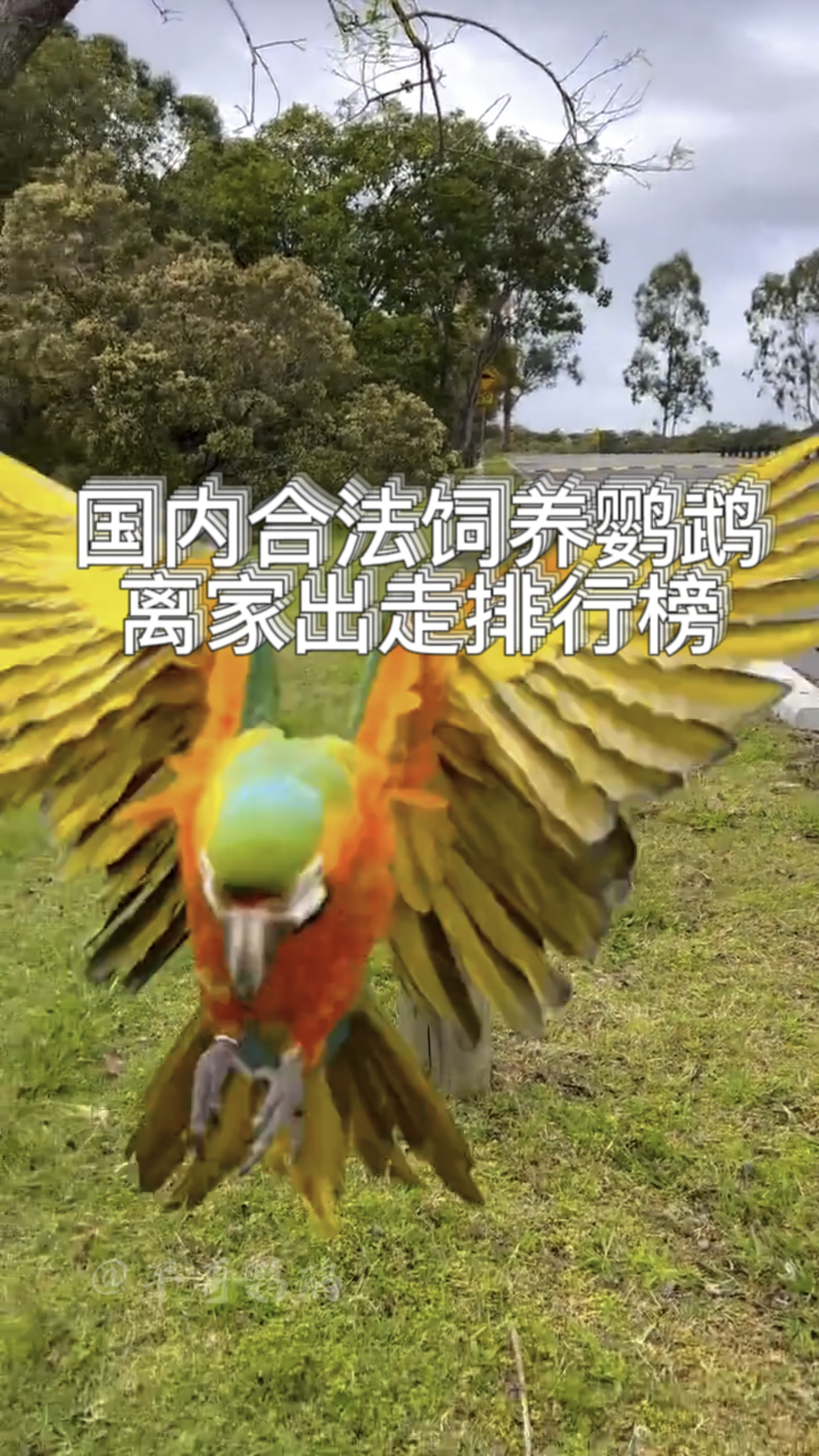 国内合法饲养的鹦鹉离家出走排行榜