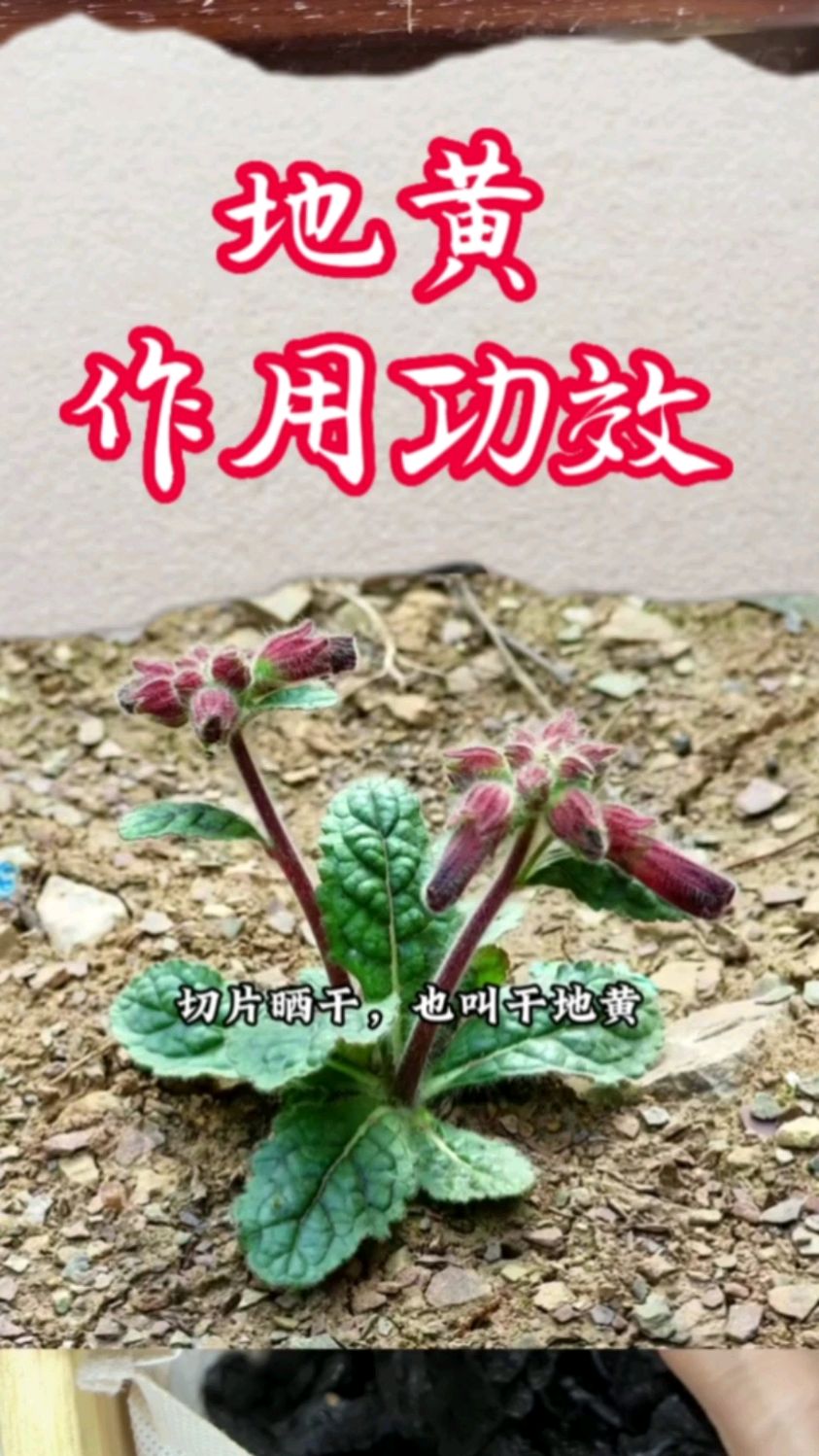 地黄的作用和功效是什么？你知道吗？
