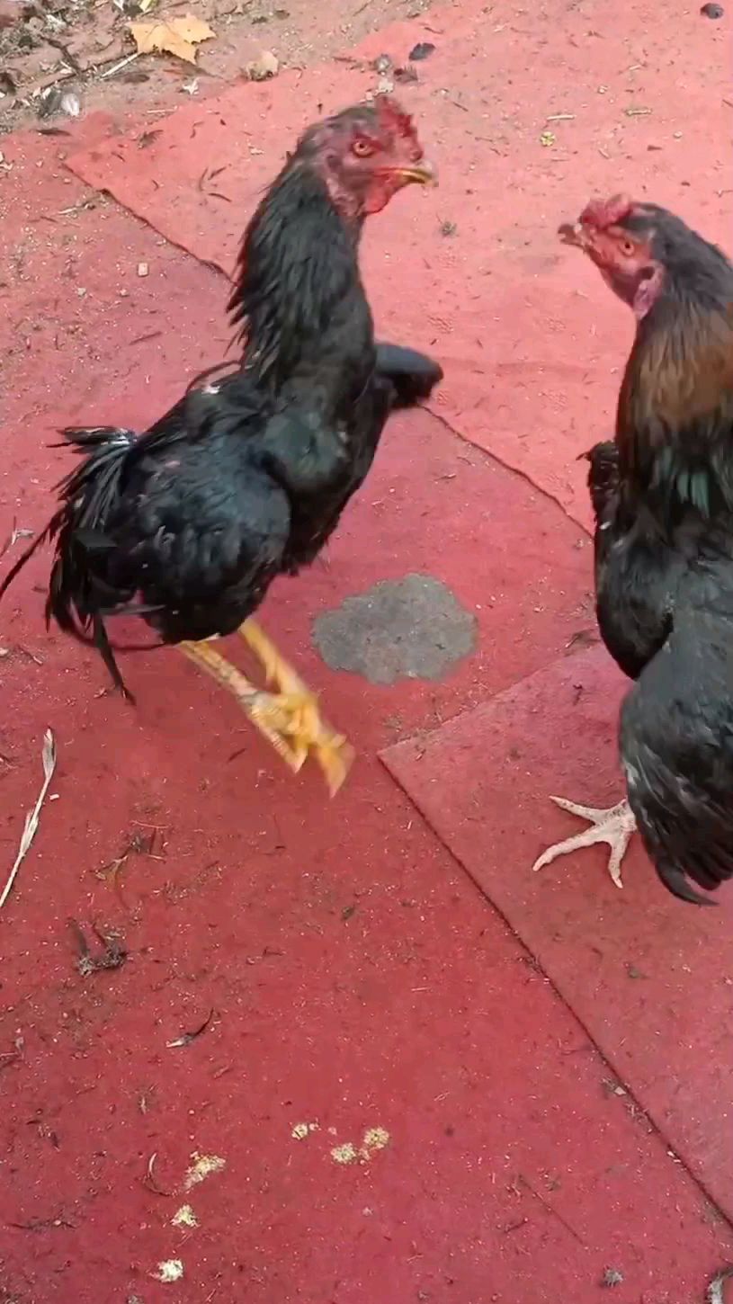 脖子有黄毛的斗鸡是越南母鸡和泰国公鸡结合的后代,骨质密度好,抗打,能承受住重腿