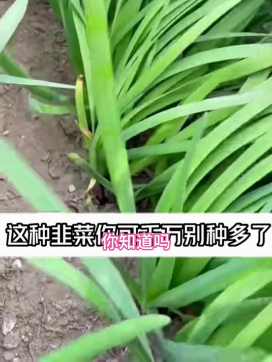 红根韭菜根,红茎绿叶颜值高,涮麻辣烫吸饱汤汁最过瘾